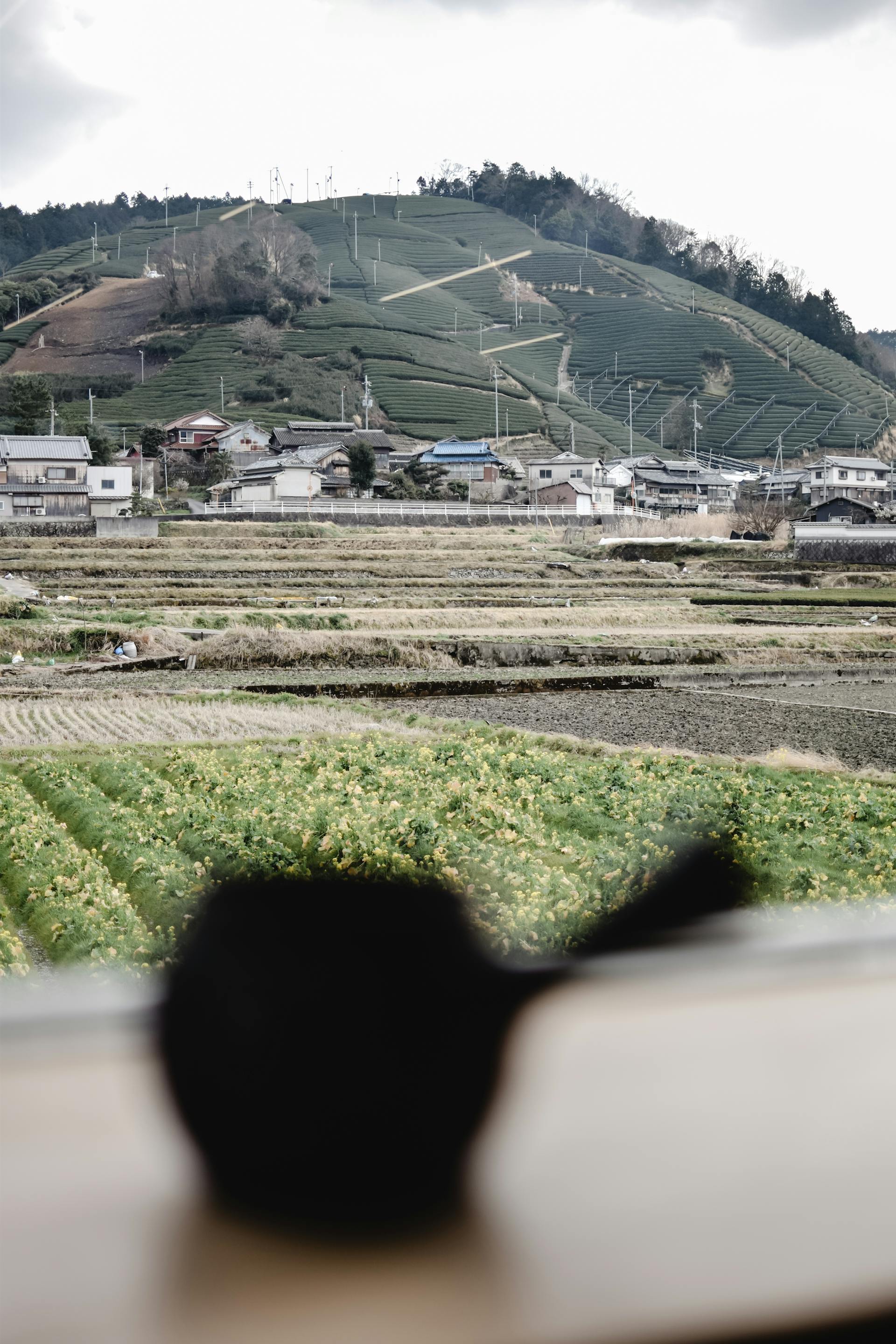 Tea fields and farmhouses on hillside, Wazuka, Kyoto